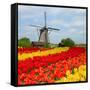 Dutch Windmill over Tulips Field-neirfy-Framed Stretched Canvas