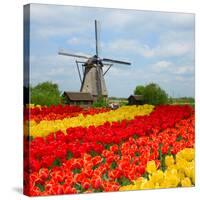 Dutch Windmill over Tulips Field-neirfy-Stretched Canvas