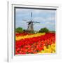 Dutch Windmill over Tulips Field-neirfy-Framed Photographic Print