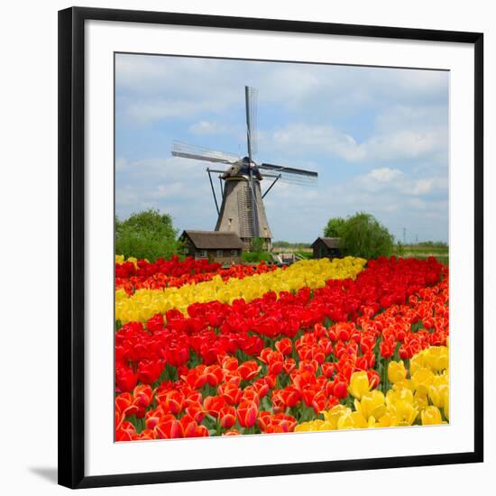 Dutch Windmill over Tulips Field-neirfy-Framed Photographic Print