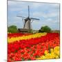 Dutch Windmill over Tulips Field-neirfy-Mounted Photographic Print