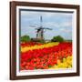 Dutch Windmill over Tulips Field-neirfy-Framed Photographic Print