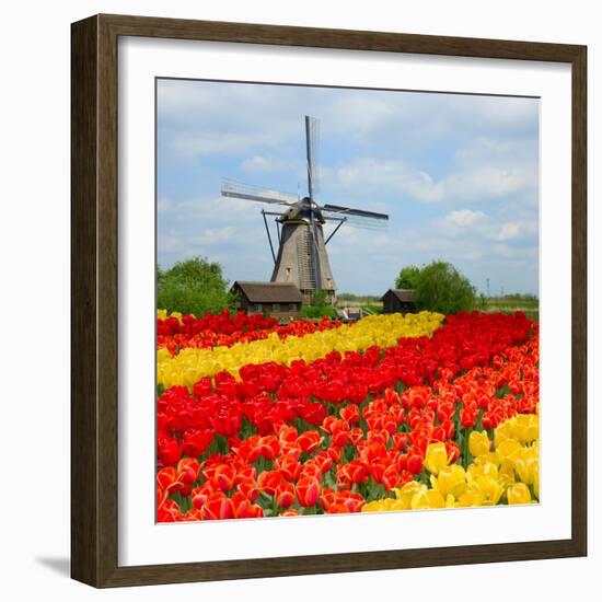 Dutch Windmill over Tulips Field-neirfy-Framed Photographic Print