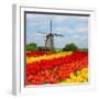 Dutch Windmill over Tulips Field-neirfy-Framed Photographic Print