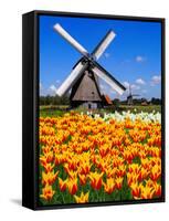 Dutch Windmills and Tulips-Jeni Foto-Framed Stretched Canvas