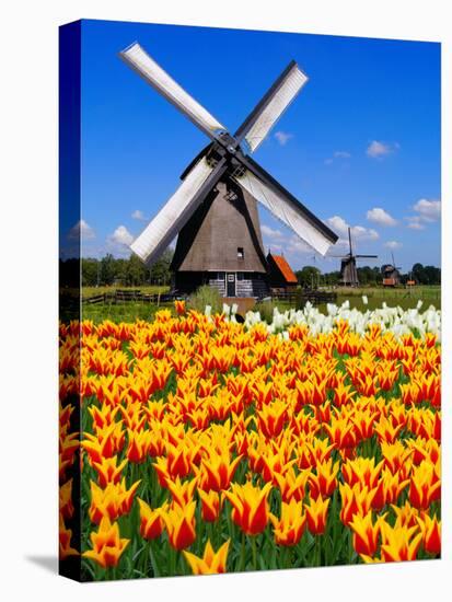 Dutch Windmills and Tulips-Jeni Foto-Stretched Canvas