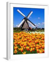 Dutch Windmills and Tulips-Jeni Foto-Framed Photographic Print