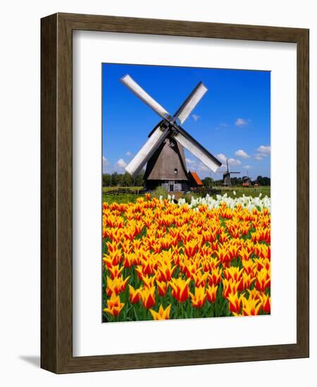 Dutch Windmills and Tulips-Jeni Foto-Framed Photographic Print