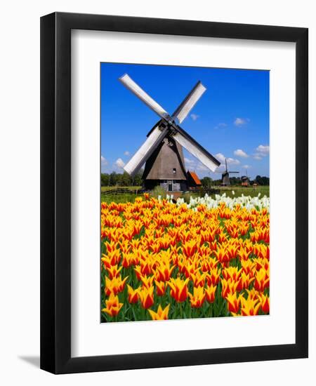 Dutch Windmills and Tulips-Jeni Foto-Framed Photographic Print