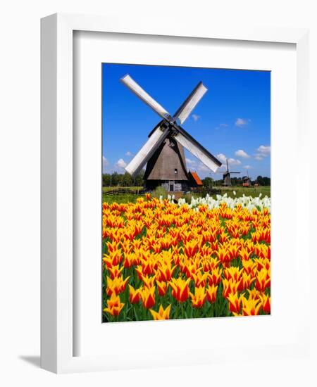 Dutch Windmills and Tulips-Jeni Foto-Framed Photographic Print