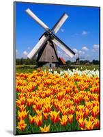 Dutch Windmills and Tulips-Jeni Foto-Mounted Photographic Print