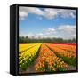 Dutch Yellow and Orange Tulip Fields in Sunny Day-neirfy-Framed Stretched Canvas