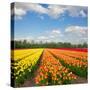 Dutch Yellow and Orange Tulip Fields in Sunny Day-neirfy-Stretched Canvas