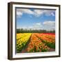 Dutch Yellow and Orange Tulip Fields in Sunny Day-neirfy-Framed Photographic Print