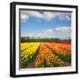 Dutch Yellow and Orange Tulip Fields in Sunny Day-neirfy-Framed Photographic Print