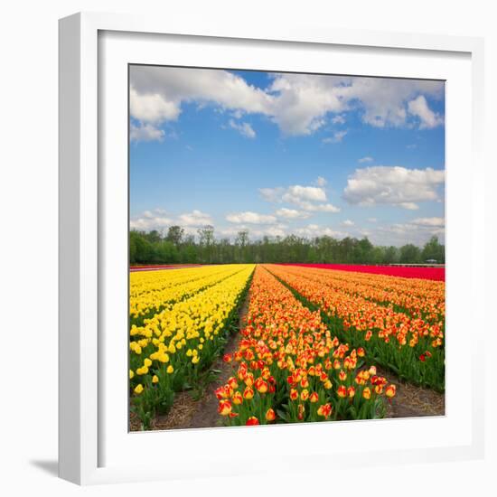 Dutch Yellow and Orange Tulip Fields in Sunny Day-neirfy-Framed Photographic Print