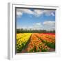 Dutch Yellow and Orange Tulip Fields in Sunny Day-neirfy-Framed Photographic Print