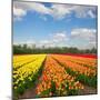 Dutch Yellow and Orange Tulip Fields in Sunny Day-neirfy-Mounted Photographic Print