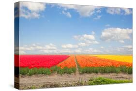 Dutch Yellow Tulip Fields in Sunny Day-neirfy-Stretched Canvas