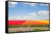 Dutch Yellow Tulip Fields in Sunny Day-neirfy-Framed Stretched Canvas