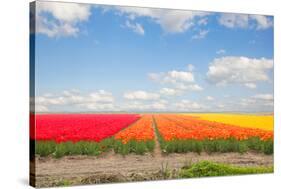Dutch Yellow Tulip Fields in Sunny Day-neirfy-Stretched Canvas
