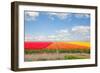 Dutch Yellow Tulip Fields in Sunny Day-neirfy-Framed Photographic Print