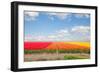 Dutch Yellow Tulip Fields in Sunny Day-neirfy-Framed Photographic Print