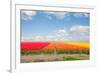 Dutch Yellow Tulip Fields in Sunny Day-neirfy-Framed Photographic Print