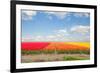 Dutch Yellow Tulip Fields in Sunny Day-neirfy-Framed Photographic Print