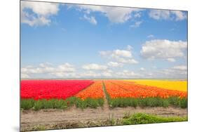 Dutch Yellow Tulip Fields in Sunny Day-neirfy-Mounted Photographic Print