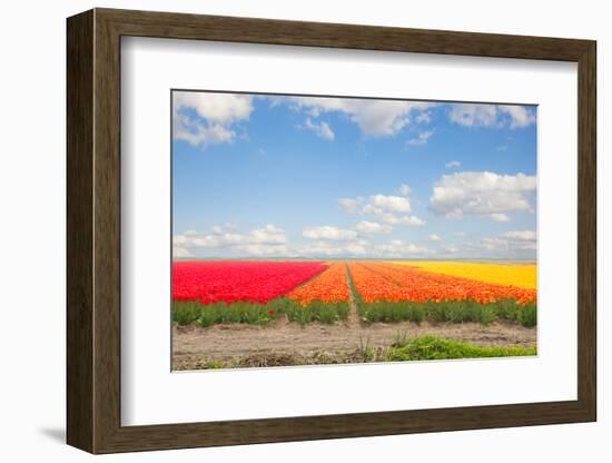 Dutch Yellow Tulip Fields in Sunny Day-neirfy-Framed Photographic Print