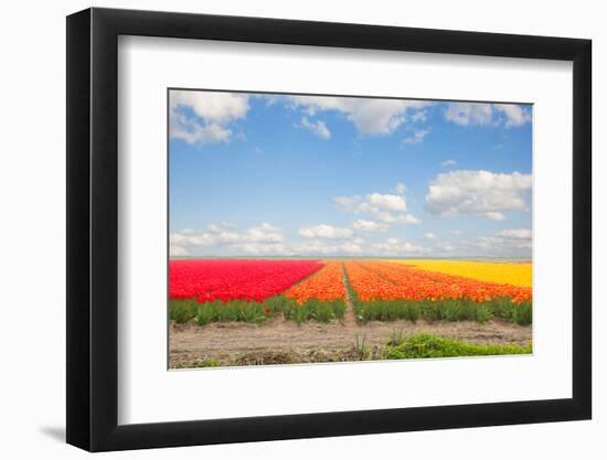 Dutch Yellow Tulip Fields in Sunny Day-neirfy-Framed Photographic Print