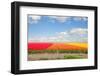 Dutch Yellow Tulip Fields in Sunny Day-neirfy-Framed Photographic Print