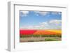 Dutch Yellow Tulip Fields in Sunny Day-neirfy-Framed Photographic Print