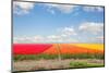 Dutch Yellow Tulip Fields in Sunny Day-neirfy-Mounted Photographic Print