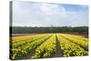 Dutch Yellow Tulip Fields-neirfy-Stretched Canvas