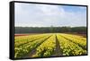 Dutch Yellow Tulip Fields-neirfy-Framed Stretched Canvas