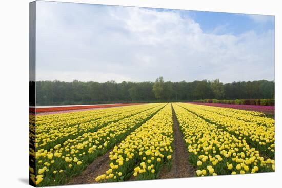 Dutch Yellow Tulip Fields-neirfy-Stretched Canvas