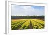 Dutch Yellow Tulip Fields-neirfy-Framed Photographic Print