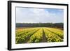 Dutch Yellow Tulip Fields-neirfy-Framed Photographic Print