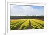 Dutch Yellow Tulip Fields-neirfy-Framed Photographic Print