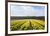Dutch Yellow Tulip Fields-neirfy-Framed Photographic Print