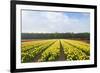 Dutch Yellow Tulip Fields-neirfy-Framed Photographic Print