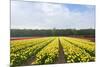 Dutch Yellow Tulip Fields-neirfy-Mounted Photographic Print