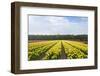 Dutch Yellow Tulip Fields-neirfy-Framed Photographic Print