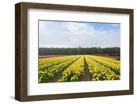 Dutch Yellow Tulip Fields-neirfy-Framed Photographic Print