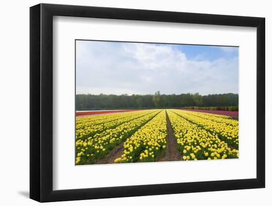 Dutch Yellow Tulip Fields-neirfy-Framed Photographic Print