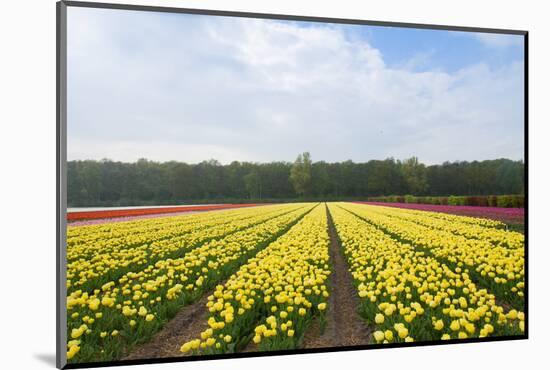 Dutch Yellow Tulip Fields-neirfy-Mounted Photographic Print