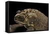 Duttaphrynus Melanostictus (Spectacled Toad)-Paul Starosta-Framed Stretched Canvas