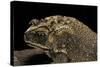 Duttaphrynus Melanostictus (Spectacled Toad)-Paul Starosta-Stretched Canvas